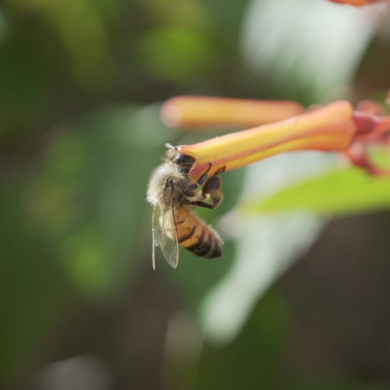 Bee Removal Specialists | The Bee Removal Specialists