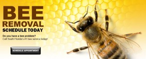 Bee Removal Specialists | The Bee Removal Specialists